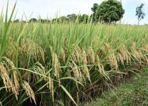 Ministéio nega que arroz a ser importado contenha defensivos proibidos no Brasil