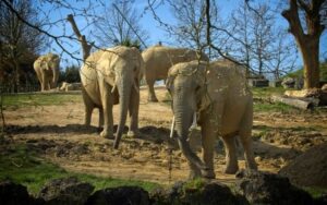 Elefantes no zoológico de Beauval, no centro da França, 22 de março de 2024