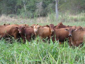 PR quer recuperar 350 mil hectares de pastagens degradadas até 2030