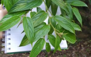 Planta brasileira com composto de maconha será testada como remédio