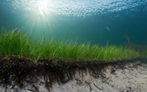 Planta marinha mais velha do mundo tem mais de 1.400 anos