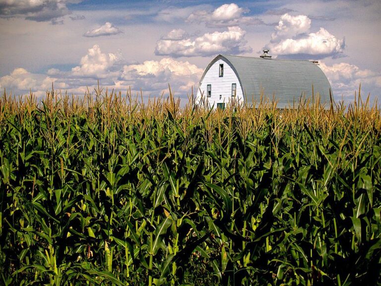 Plantio de milho nos EUA alcança 95% da área, diz USDA