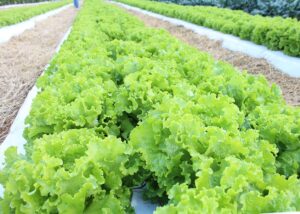 Vai faltar salada? Embrapa testa produção de alface em temperaturas elevadas