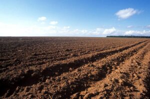 Vazio sanitário da soja começa em 27 de junho em Goiás