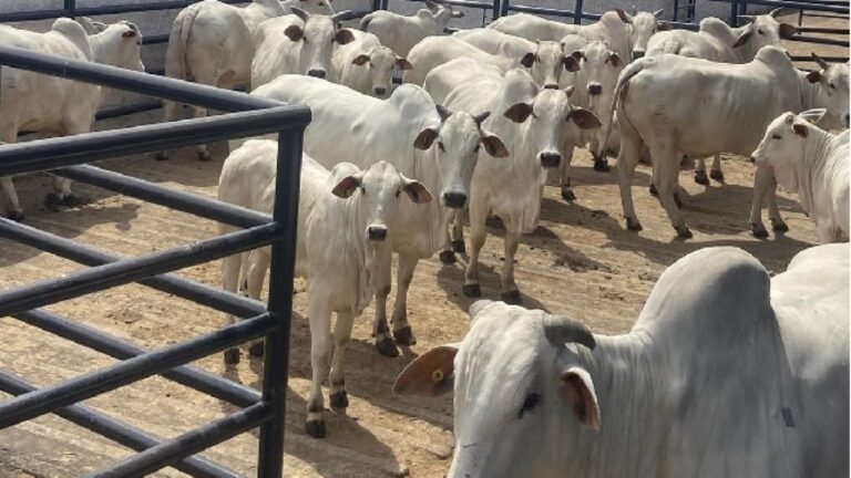 Avanços em gestão e genética elevam produtividade na pecuária