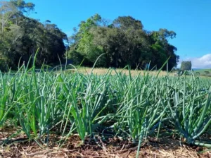 Biocarvão melhora solo e produtividade da cebola, diz pesquisa