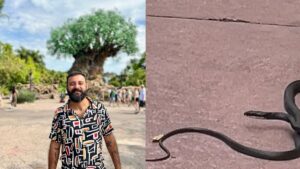 Cobra aparece solta em parque da Disney e causa alvoroço em visitantes