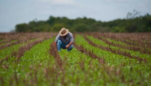 Curso técnico agropecuário gratuito oferece vagas no interior de SP