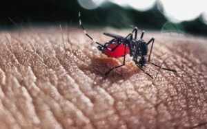 Dengue | Após Europa, infecções se alastram nos EUA