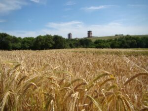 Emater: plantio de trigo no RS atinge 69% da área