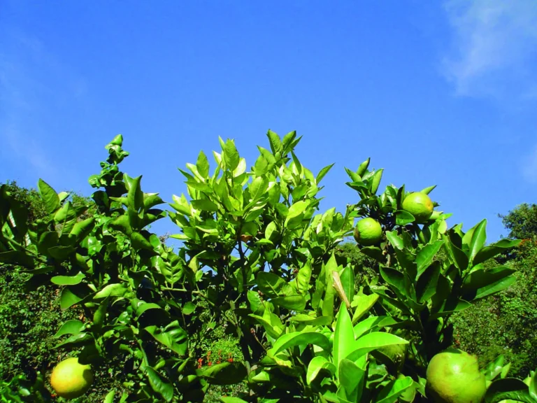 Embrapa e Unicamp desenvolvem nanoinseticida para combate ao greening