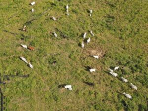 Estiagem e pragas matam mais de de 7 mil cabeças de gado no Norte do país