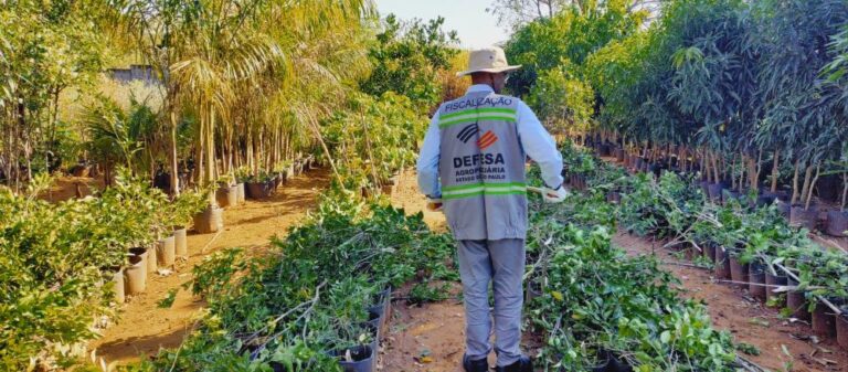 Governo de SP retira de circulação mais de 25 mil mudas irregulares em ação contra greening