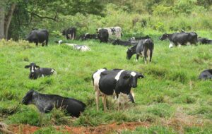 Leite: alimentação das vacas preocupa após enchentes no RS