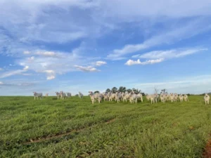 Pastagens: novo protocolo da Embrapa pode transformar pecuária de corte