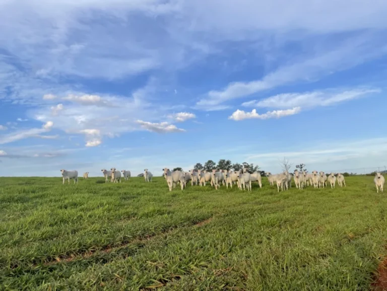 Pastagens: novo protocolo da Embrapa pode transformar pecuária de corte