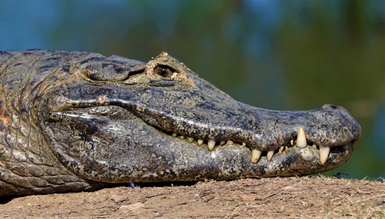 Resiliência: Pantanal Sul-mato-grossense se revela um gigante cheio de vida