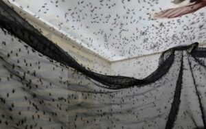 Mosquitos no laboratório do WMP em Medellín, em 4 de junho de 2024