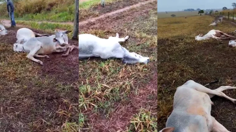 VÍDEO: Cabeças de gado morrem de frio em Mato Grosso do Sul