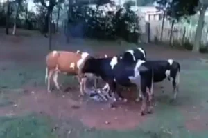 Vídeo: Vacas buscam calor em fogueira durante onda de frio