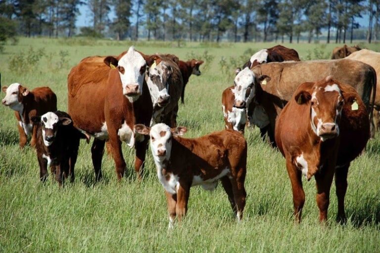 Boi: baixa oferta de animais sustenta preços