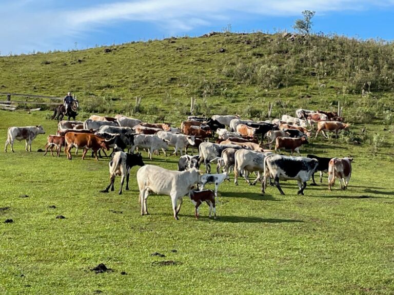 Boi mais ‘chifrudo’ do Brasil: Embrapa avança na preservação da raça crioula lageana