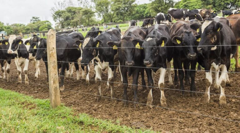 Boi: queda de temperatura pode influenciar as vendas de animais