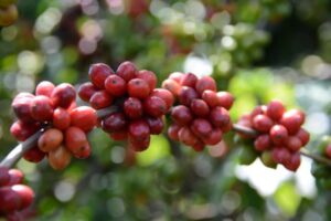 Café robusta: indicador segue renovando recordes