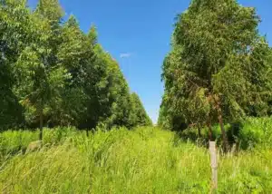 Lavoura-pecuária-floresta melhora qualidade do solo do Cerrado, mostra pesquisa