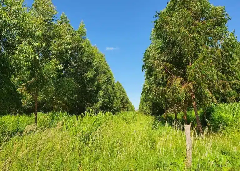 Lavoura-pecuária-floresta melhora qualidade do solo do Cerrado, mostra pesquisa