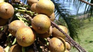 Macaúba é usada na produção de novos biocombustíveis