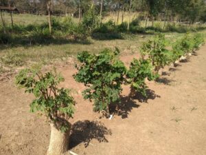 Moringa: solução sustentável para alimentar animais durante a seca