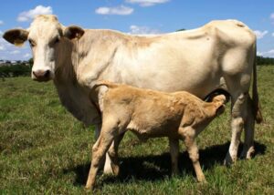 Pecuária: inseminação artificial em tempo fixo melhora índices de produção