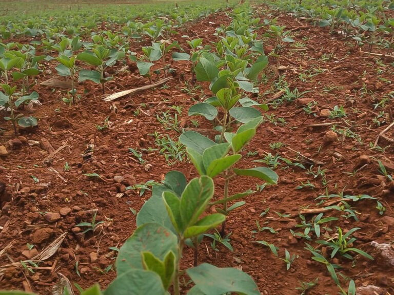 Produtor de SP prepara solo para soja, mas aponta cautela no setor após safra frustrada