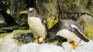 Sphen, pinguin ‘gay’ que conquistou o mundo, faleceu na Austrália