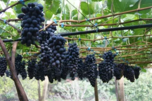 Uva negra valoriza em julho e garante boa rentabilidade