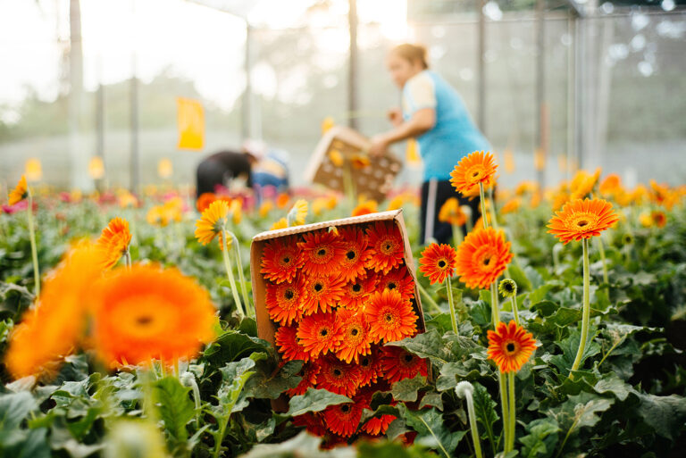 bloemen-park-holambra