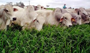 Adubação de pastagem é alternativa para pecuaristas em tempos de seca e incêndios