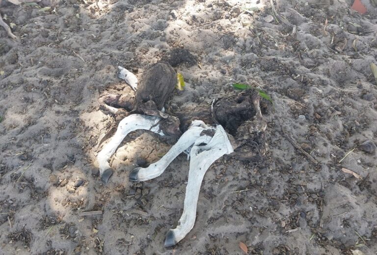 Após abandono em fazenda no Pantanal, pecuarista terá de comprovar medidas contra maus-tratos com fotos