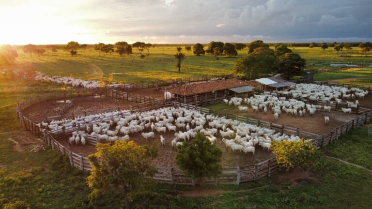 Brasil define suas estratégias para garantir uma produção de gado sustentável