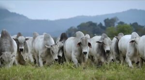 Brasil e Azerbaijão firmam acordo para cooperação em pecuária e saúde animal