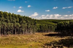 Carvão vegetal terá novas embalagens com informações de origem florestal