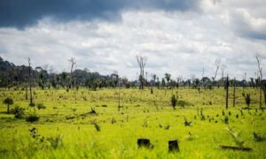 desmatamento, meio ambiente, aquecimento global, financiamento