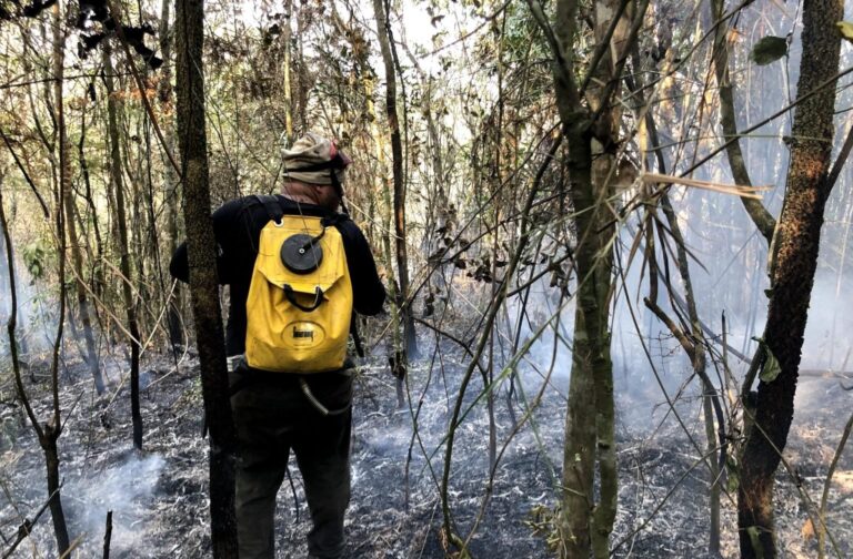 Entenda por que SP fechou unidades de conservação para prevenir incêndios