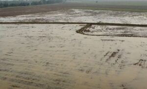 Entulho e excesso de umidade ainda impactam lavouras de arroz no RS