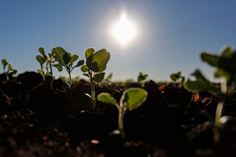 Espera por chuva impacta o plantio da soja no Brasil
