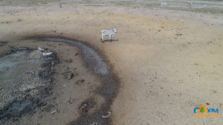 Fazendeiro acusado de maus-tratos a gado no Pantanal responderá em liberdade