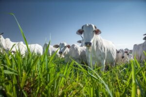 G20 Brasil: governo vai destinar US$ 1,3 bilhão do Fundo Clima para recuperação de pastagens