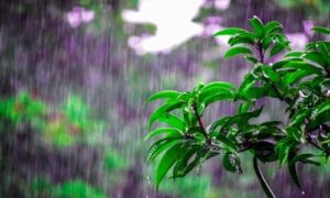 La Niña levará chuva para as lavouras, mas traz alerta na colheita