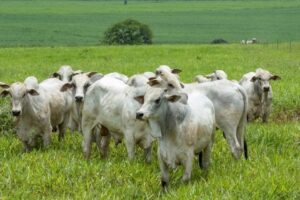 pecuária bovina, boi gordo, Nigéria